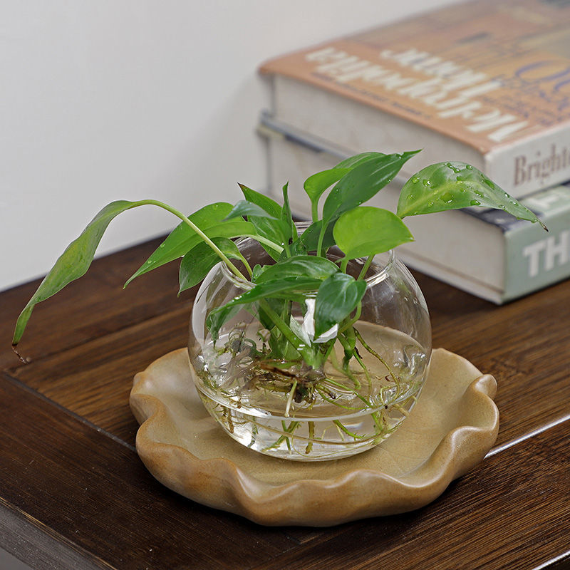 Brazilian Wood Hydroponic Plan - Drip Tray Saucer recension och pris